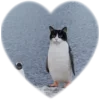 ❤️ Эмодзи «Пингвины в сердечках» для Telegram