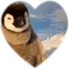 ❤️ Эмодзи «Пингвины в сердечках» для Telegram