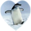 ❤️ Эмодзи «Пингвины в сердечках» для Telegram