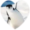 ❤️ Эмодзи «Пингвины в сердечках» для Telegram