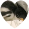 ❤️ Эмодзи «Пингвины в сердечках» для Telegram