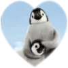 ❤️ Эмодзи «Пингвины в сердечках» для Telegram