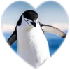 ❤️ Эмодзи «Пингвины в сердечках» для Telegram