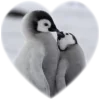 ❤️ Эмодзи «Пингвины в сердечках» для Telegram