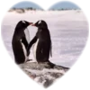 ❤️ Эмодзи «Пингвины в сердечках» для Telegram