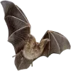 🦇 Эмодзи «🔪 Halloween» для Telegram