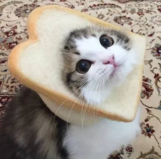 🍞 Стикер «Bread Cats» для Telegram