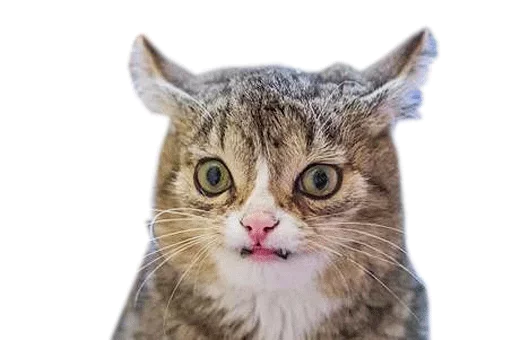 💤 Стикер «HooFoo» для Telegram