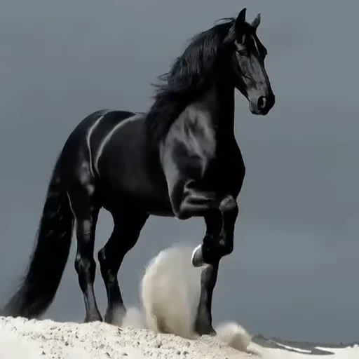 🌟 Стикер «Horses» для Telegram