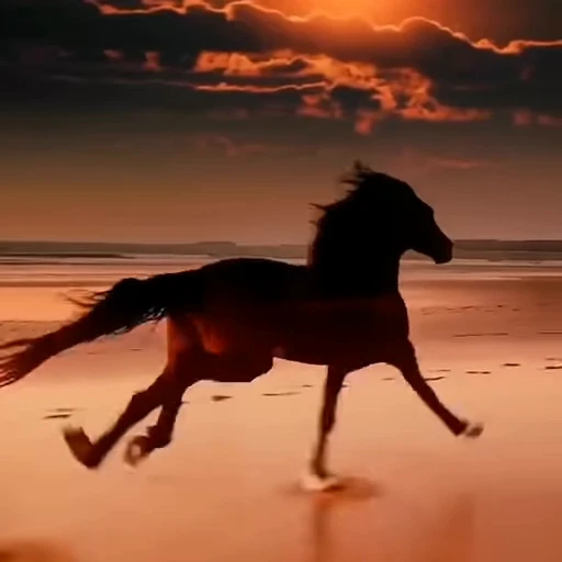 🌟 Стикер «Horses» для Telegram