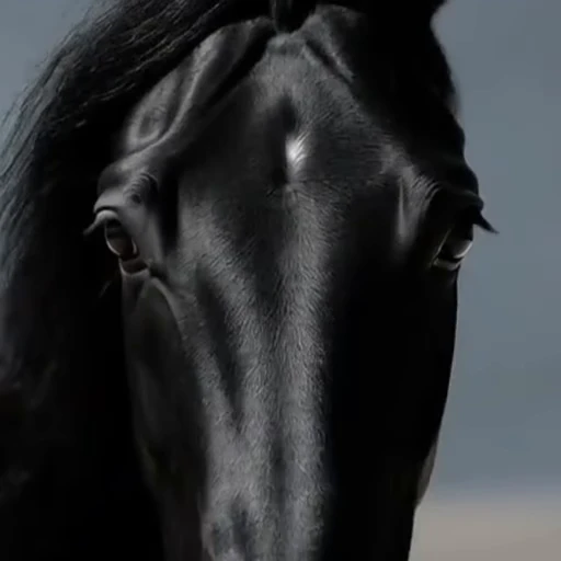 🌟 Стикер «Horses» для Telegram