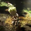 🤗 Эмодзи «I am groot emoji» для Telegram