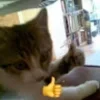 👍 Эмодзи «#ILOVECATS!» для Telegram