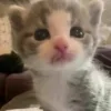 👅 Эмодзи «#ILOVECATS!» для Telegram