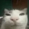♿️ Эмодзи «#ILOVECATS!» для Telegram