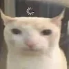 🤔 Эмодзи «#ILOVECATS!» для Telegram