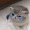 😭 Эмодзи «#ILOVECATS!» для Telegram