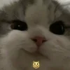 😼 Эмодзи «#ILOVECATS!» для Telegram