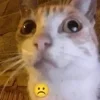☹️ Эмодзи «#ILOVECATS!» для Telegram