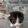 🥺 Эмодзи «#ILOVECATS!» для Telegram