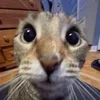 😀 Эмодзи «#ILOVECATS!» для Telegram