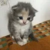 🗣 Эмодзи «#ILOVECATS!» для Telegram