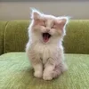 😍 Эмодзи «#ILOVECATS!» для Telegram