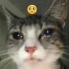 🥹 Эмодзи «#ILOVECATS!» для Telegram
