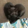 💘 Эмодзи «#ILOVECATS!» для Telegram