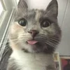 😋 Эмодзи «#ILOVECATS!» для Telegram