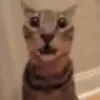 😮 Эмодзи «#ILOVECATS!» для Telegram