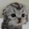 🦿 Эмодзи «#ILOVECATS!» для Telegram