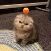 😡 Эмодзи «#ILOVECATS!» для Telegram