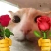 😍 Эмодзи «#ILOVECATS!» для Telegram