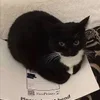 💋 Эмодзи «#ILOVECATS!» для Telegram