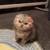 😠 Эмодзи «#ILOVECATS!» для Telegram