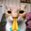 🙏 Эмодзи «#ILOVECATS!» для Telegram