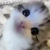 👁 Эмодзи «#ILOVECATS!» для Telegram