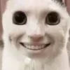 🙂 Эмодзи «#ILOVECATS!» для Telegram