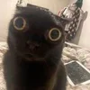 😜 Эмодзи «#ILOVECATS!» для Telegram