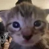 🤬 Эмодзи «#ILOVECATS!» для Telegram