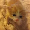 👶 Эмодзи «#ILOVECATS!» для Telegram