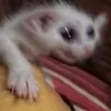 ❤️ Эмодзи «#ILOVECATS!» для Telegram
