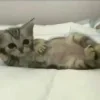 💤 Эмодзи «#ILOVECATS!» для Telegram