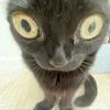 🤨 Эмодзи «#ILOVECATS!» для Telegram