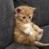 🤭 Эмодзи «#ILOVECATS!» для Telegram