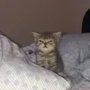 😟 Эмодзи «#ILOVECATS!» для Telegram