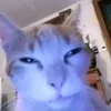 😒 Эмодзи «#ILOVECATS!» для Telegram