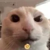 🤨 Эмодзи «#ILOVECATS!» для Telegram