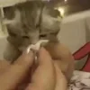 🤧 Эмодзи «#ILOVECATS!» для Telegram